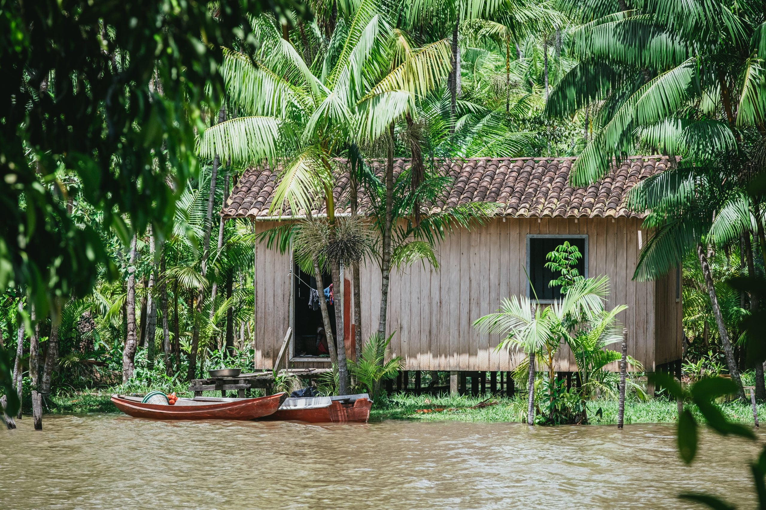 macam macam pohon palem