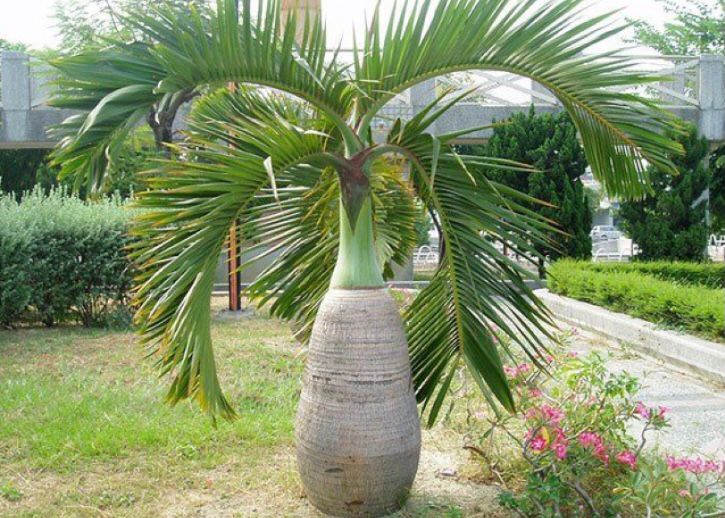 tanaman taman rumah cara merawat pohon palem tanpa pot