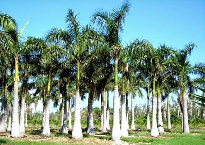 cara merawat pohon palem diluar rumah