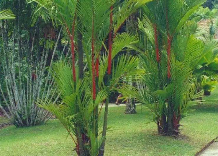 macam macam pohon palem merah