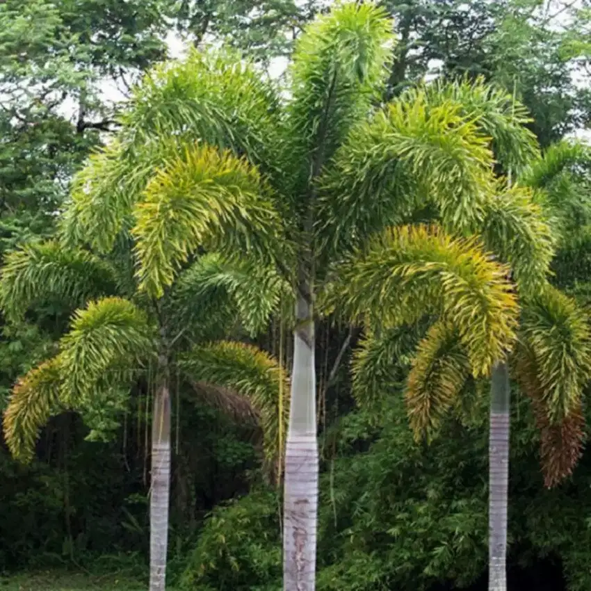 pohon palem ekor tupai