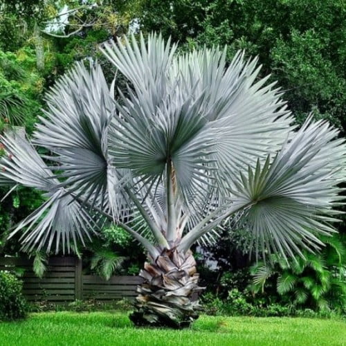 cara penataan taman rumah pohon palem silver