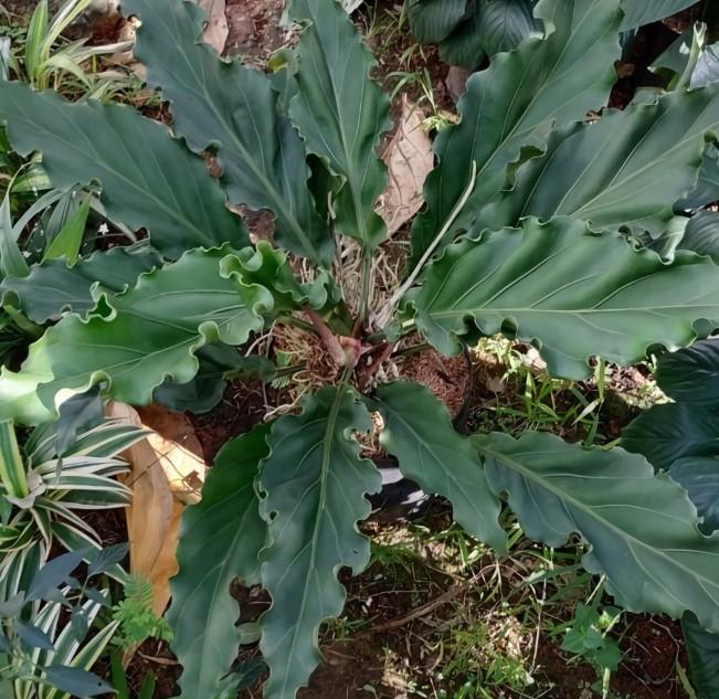 aneka tanaman taman rumah gelombang cinta