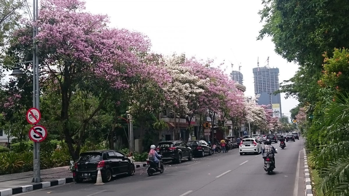 cara merawat pohon tabebuya manfaat pohon tabebuya ciri ciri pohon tabebuya