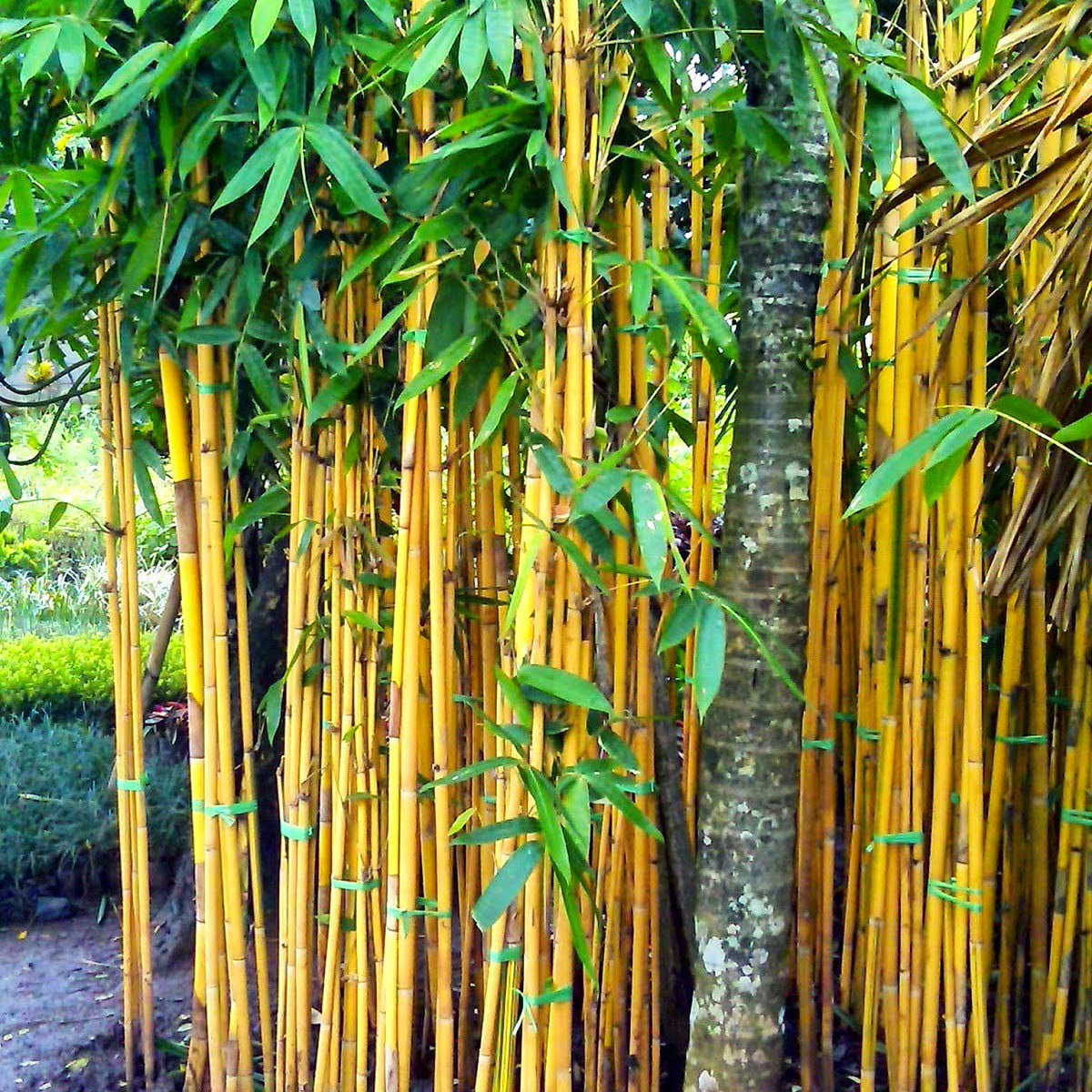 jual bambu kuning harga bambu kuning bergaransi