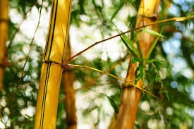 jual bambu kuning jual bambu kunig harga bambu kuning murah