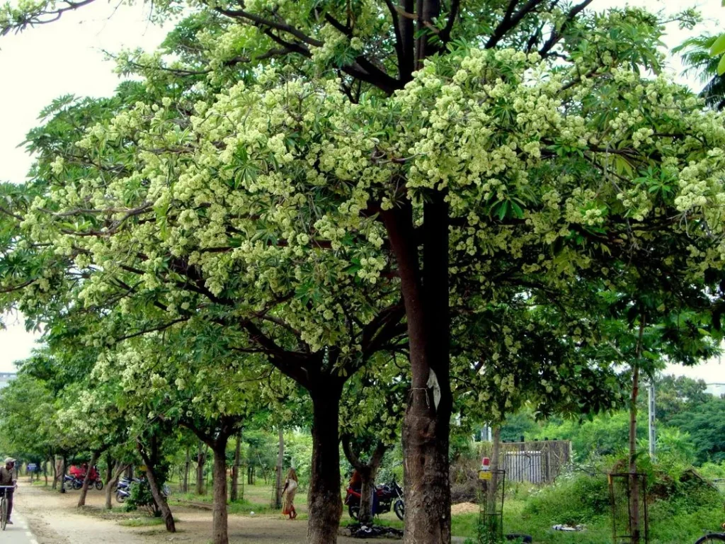 pohon untuk taman rumah kegunaan pohon pule khasiat pohon pule dan manfaat pohon pule penghias jalan