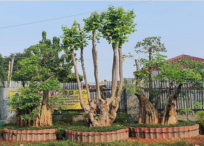 jenis jenis pohon pule bonsai kegunaan pohon pule manfaat pohon pule sebagai tanaman hias dan khasiat pohon pule