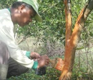 Budidaya Pohon Tabebuya Melalui Metode Stek Batang