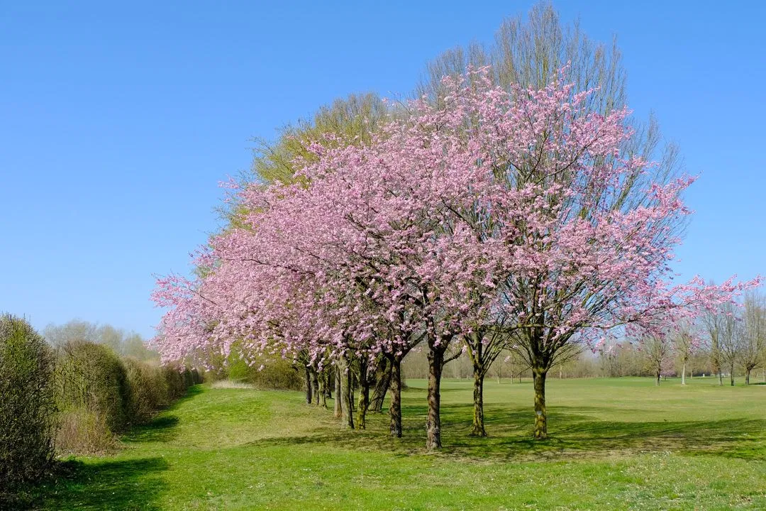 perbedaan pohon tabebuya dan pohon sakura batang