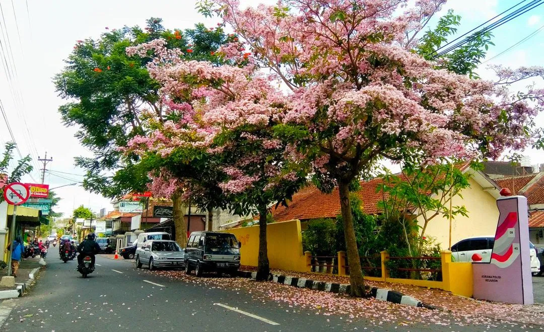 ciri ciri pohon tabebuya perbedaan pohon tabebuya dan pohon sakura di indonesia