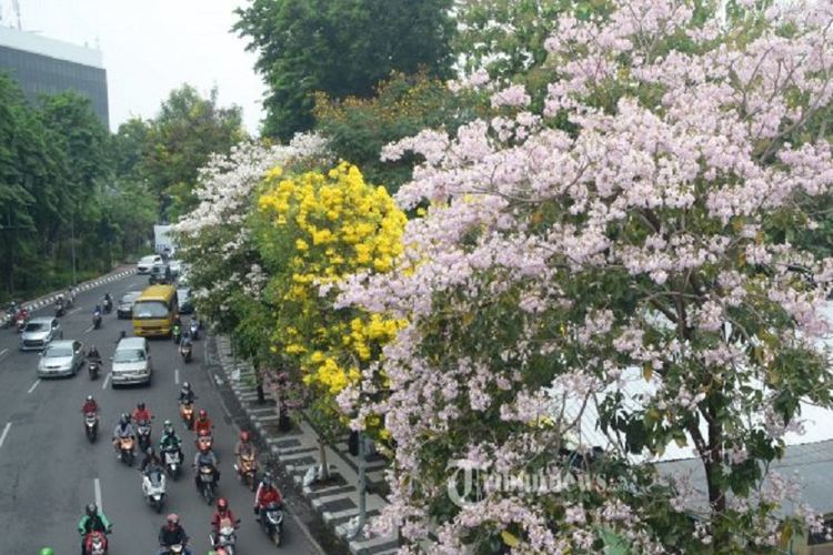 perbedaan pohon tabebuya dan pohon sakura di surabaya