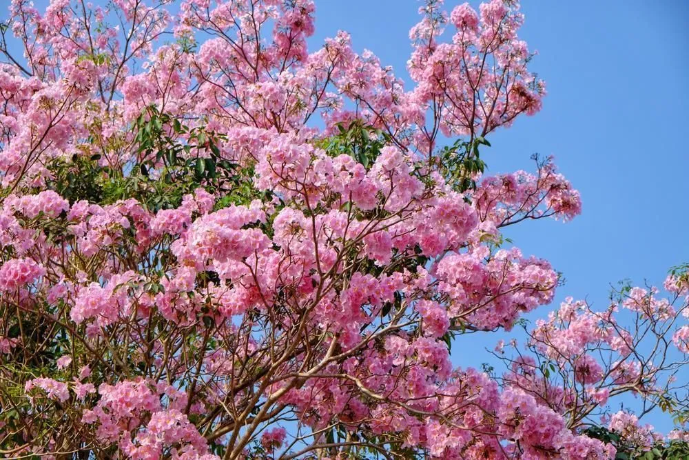 jenis pohon tabebuya manfaat pohon tabebuya ciri ciri pohon tabebuya perbedaan pohon tabebuya dan pohon sakura gambar pohon tabebuya