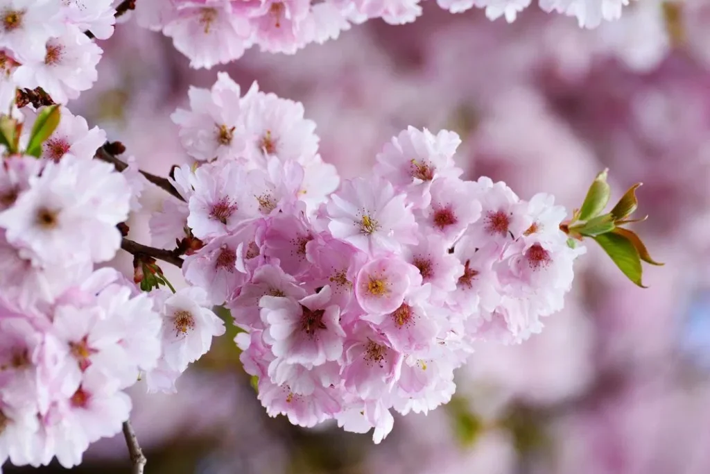 perbedaan pohon tabebuya dan pohon sakura jepang