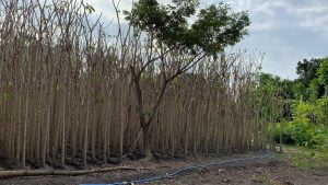 perbedaan pohon tabebuya dan pohon sakura