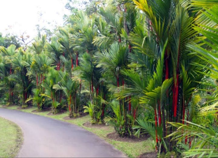 pohon palem merah di jalan