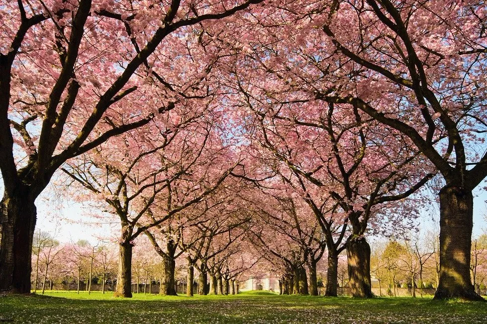 perbedaan pohon tabebuya dan pohon sakura