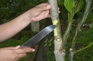 Budidaya Pohon Tabebuya Melalui Metode Stek Batang