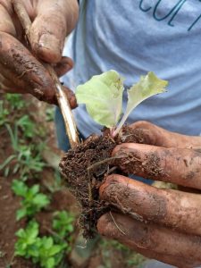 Luar Biasa! Ini Potensi Bisnis Di Balik Budidaya Jual Pohon Tabebuya