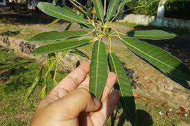 bibit pohon tabebuya pohon sakura