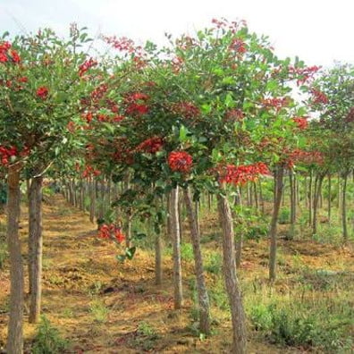 pohon dadap merah