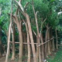 pohon trembesi