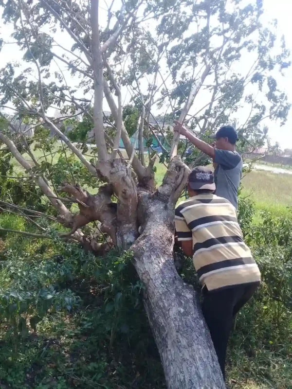 pohon trembesi