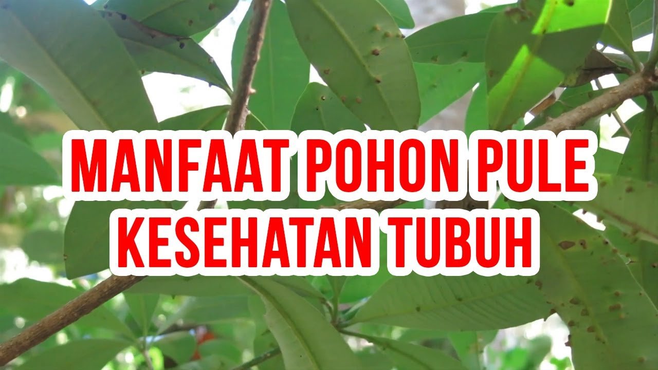 manfaat pohon pule