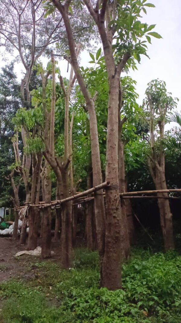 pohon tabebuya 5 meter