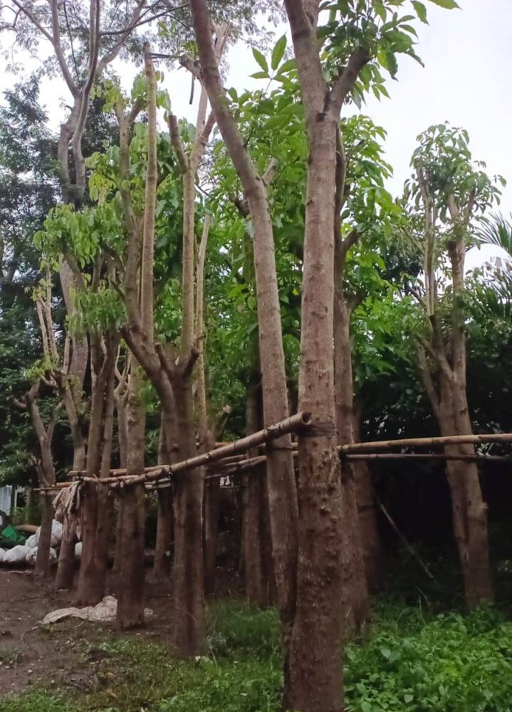 pohon tabebuya 5 meter