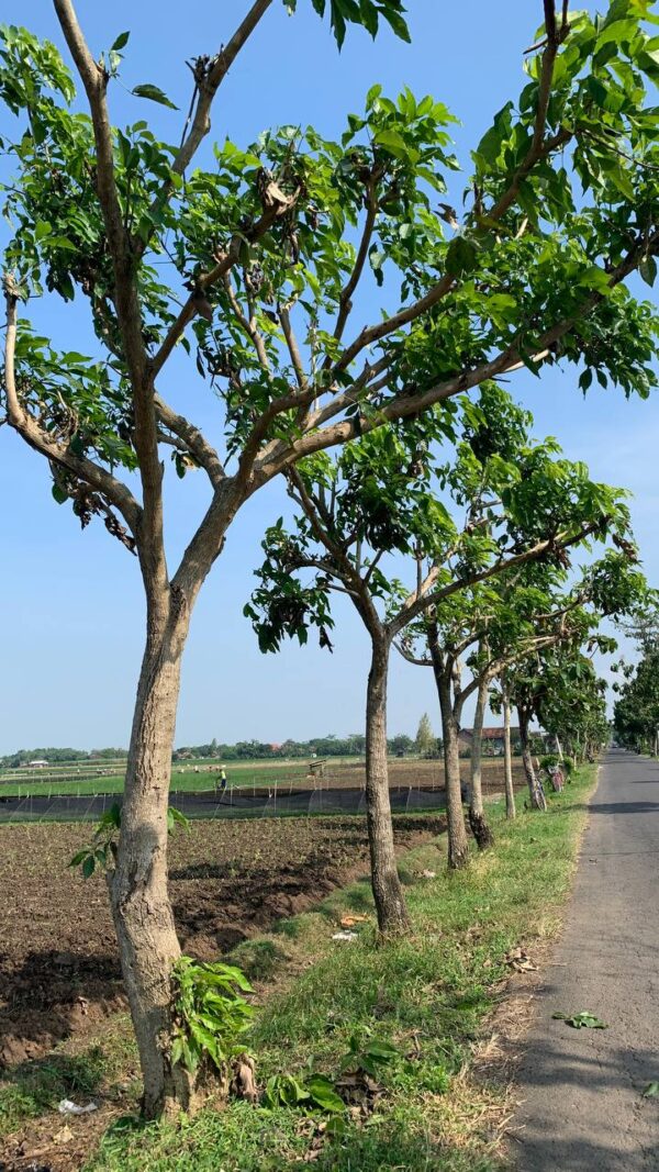 pohon tabebuya