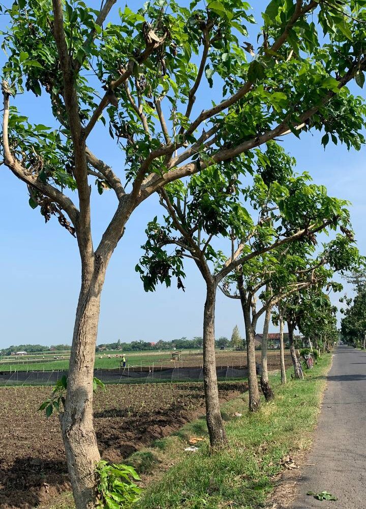 pohon tabebuya