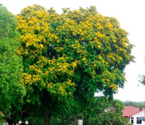 pohon angsana