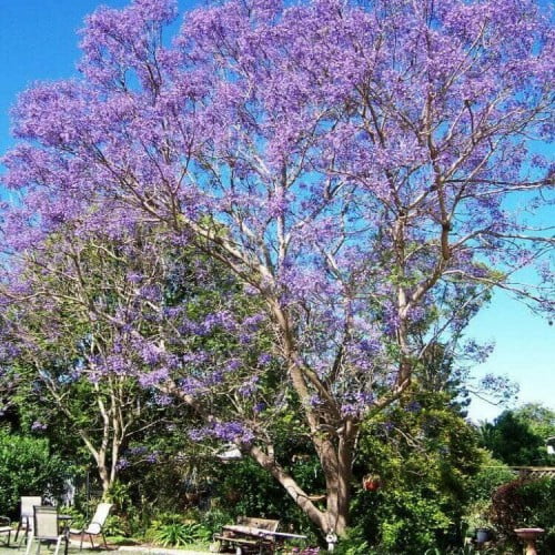 pohon jakaranda