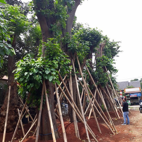 pohon bodhi