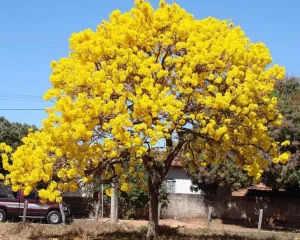 pohon tabebuya