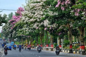 pohon tabebuya, tanaman tabebuya